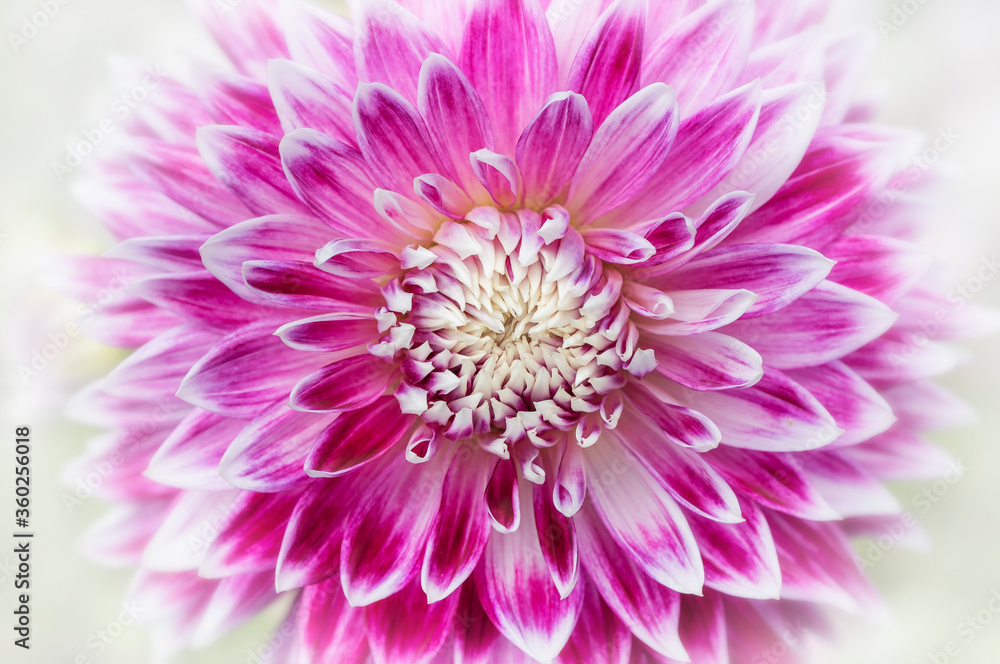 Full frame macro of pink and white Dahlia flower Full frame macro of pink and white Dahlia flower