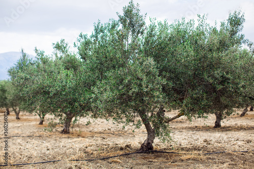 Olive tree close up. Plantation of olive trees. Soft focus.