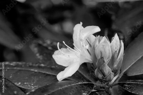 Rhododendron in black and white