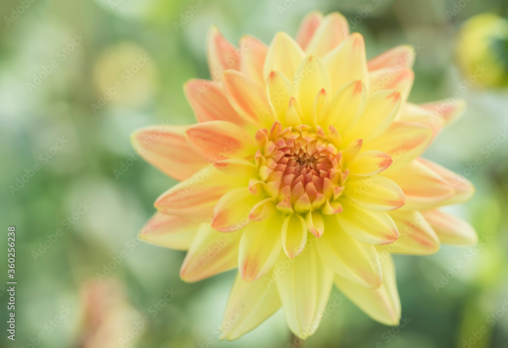 Closeup of yellow and orange Dahlia flower on blurred background Closeup of yellow and orange Dahlia flower on blurred background