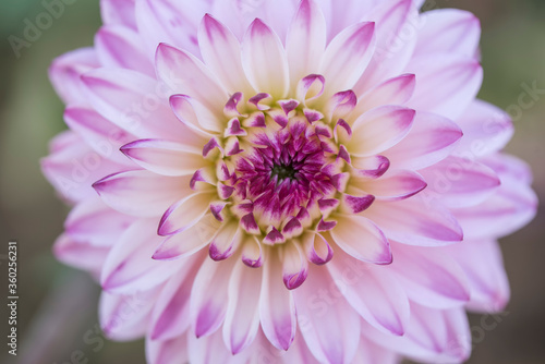 Light pink Dahlia flower macro 