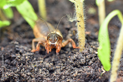 Frontal close-up of adult mole cricket amongst young tomato plants photo