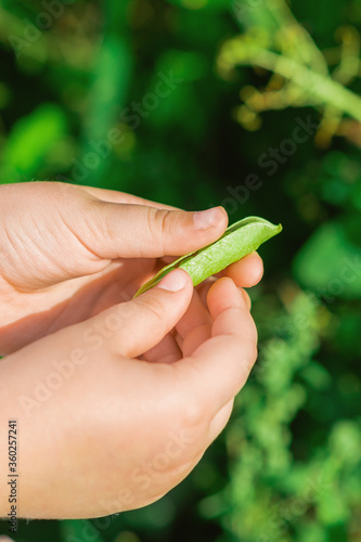 Open pod of pea in hands of a child in the garden in summer.