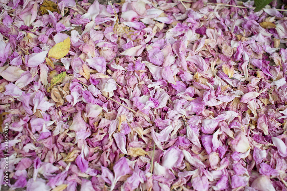 Fallen pink rose petals. Dried rose petals lie on the surface