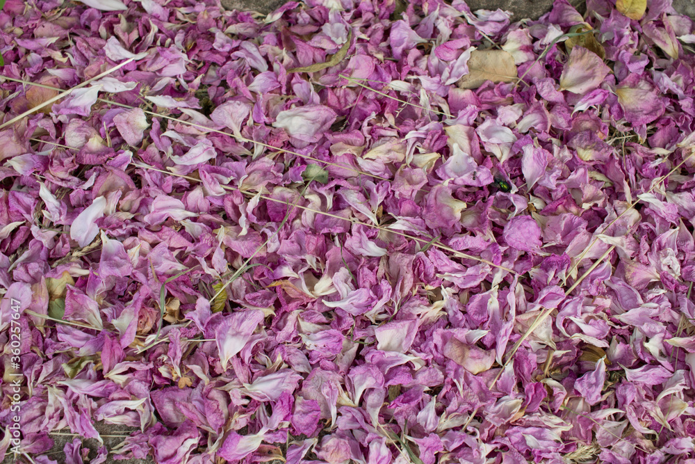 Fallen pink rose petals. Dried rose petals lie on the surface