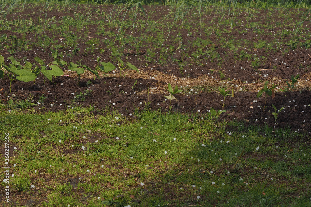 hail ice balls on grass in a vegetable garden.. hail ice balls on grass in a vegetable garden..