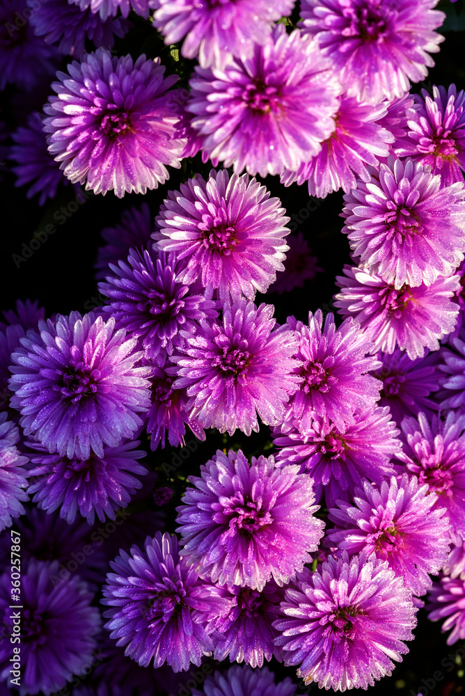 Close up Beautiful Lavender and Cutter flower in the nature garden , summer flowers Close up Beautiful Lavender and Cutter flower in the nature garden , summer flowers