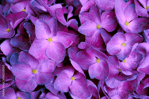 Fototapeta Naklejka Na Ścianę i Meble -  Close up of a purple hydrangea flowers.