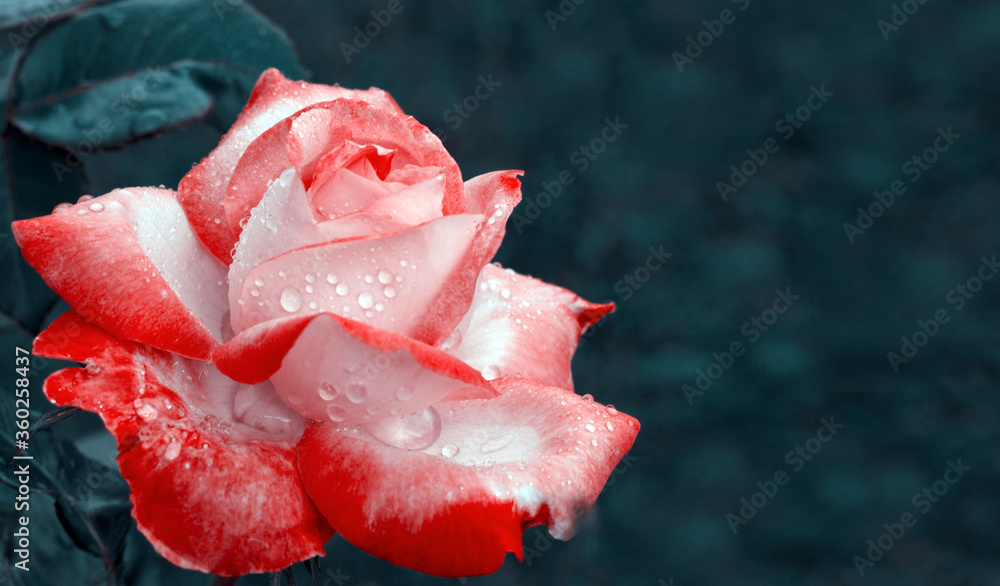 Bright red Hybrid Rose Isolated on blue background. Bright red Hybrid Rose Isolated on blue background.