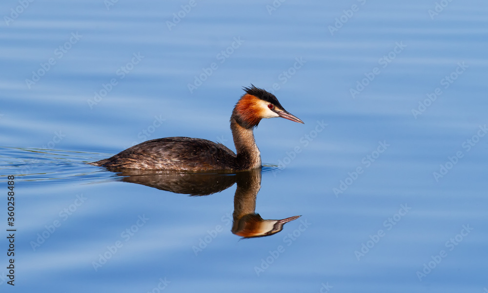 Great crested grebe, Podiceps cristatus. In the early morning, an adult bird floats on the river.