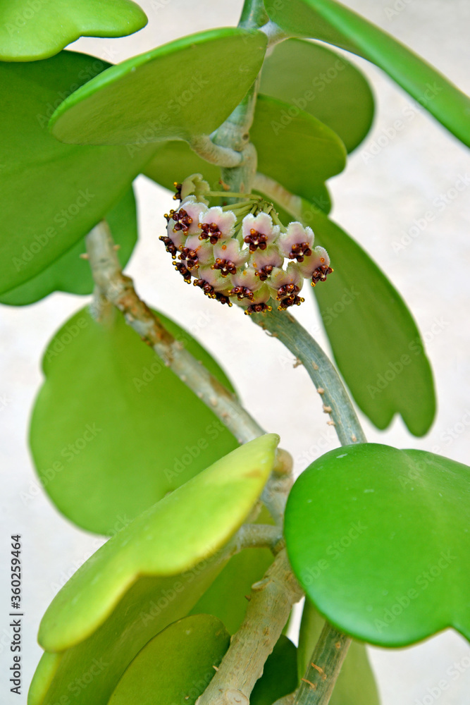 Obraz premium Flowering hoya kerrii close-up