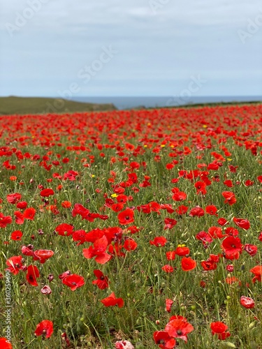 field of poppies