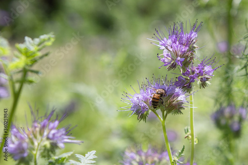 Blooming Lacy Phacelia Tanacetifolia with honey bee. Bee on Phacelia