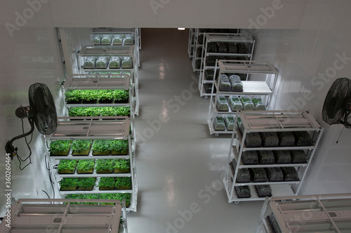 Fotografie Clone Room of Government Approved Cannabis Grow Op