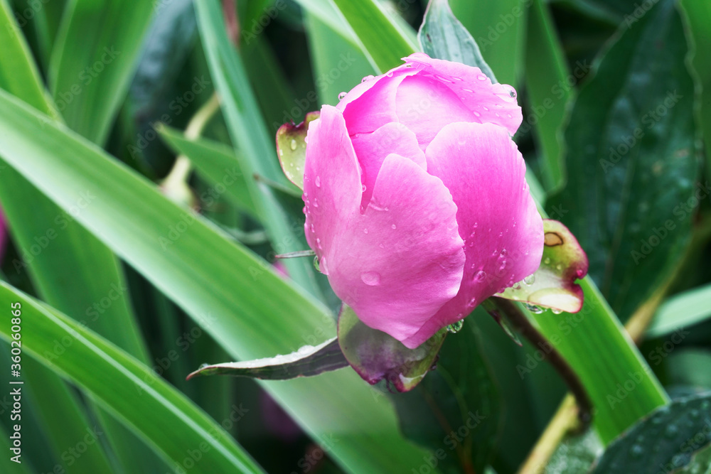 Flower of a peony with water drops after rain Flower of a peony with water drops after rain