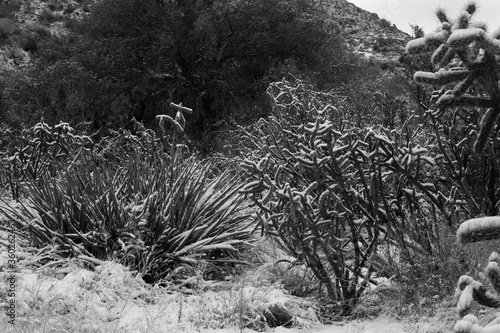 Cactus under the snow in Black and White