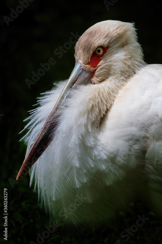 Maguari Stork - Ciconia maguari, portrait of beautiful large bird from South American wetlands and swamps, Brazil. photo