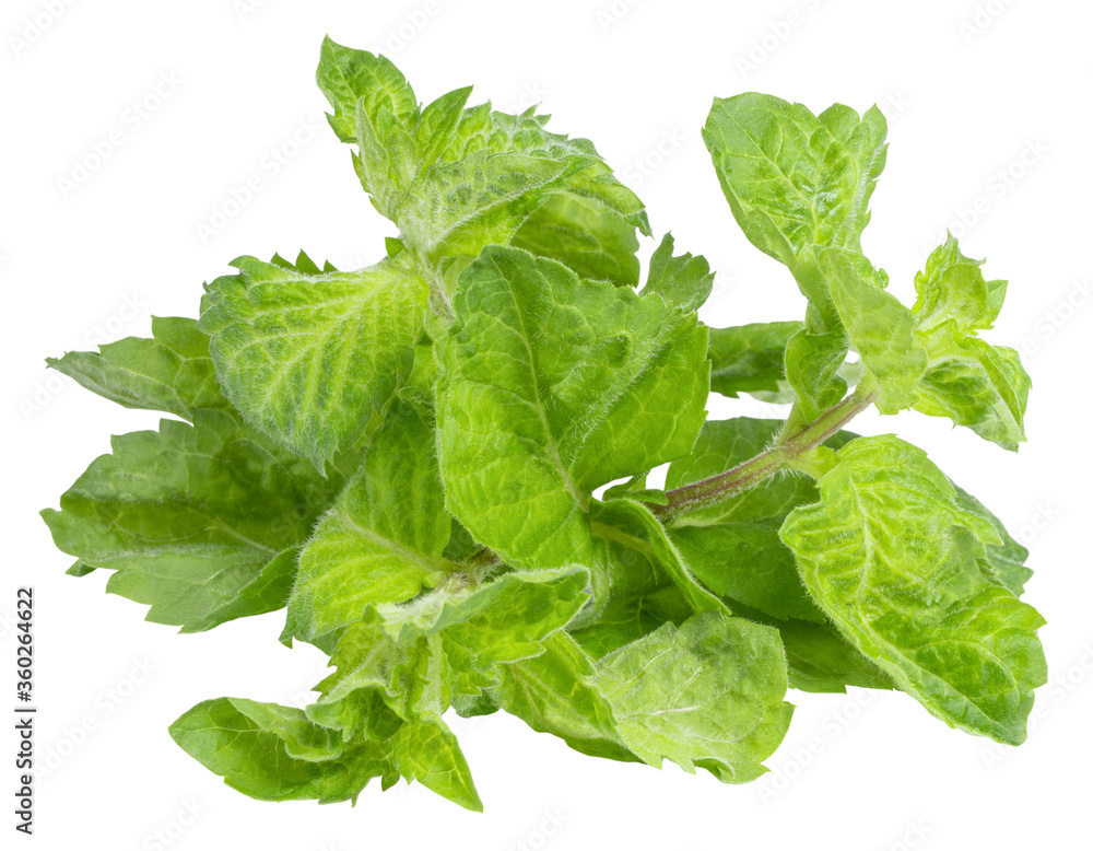 Fresh mint leaves isolated on white background Fresh mint leaves isolated on white background