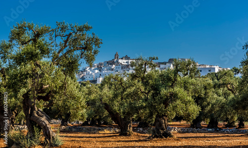 Fotografie Olive trees with Ostuni, Puglia, Italy in the background
