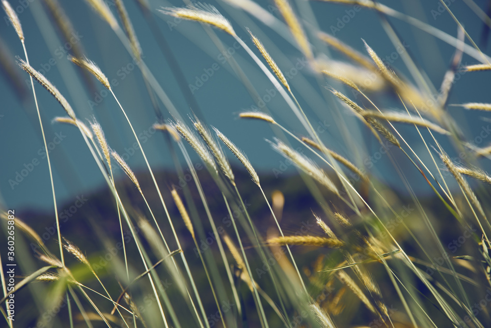 barley ears in field barley ears in field