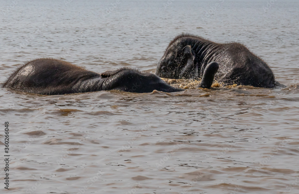 Fototapeta premium two elephant enjoying and taking bath in a river