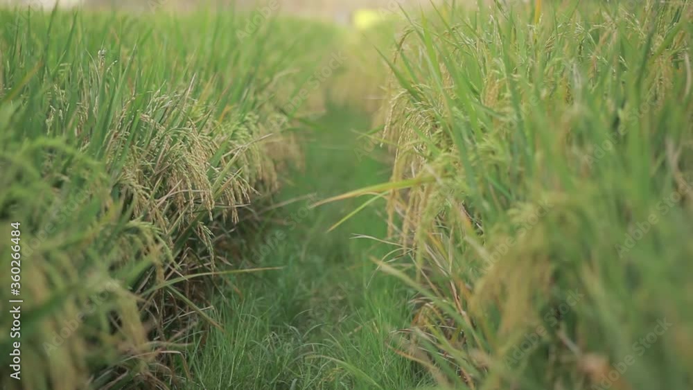 Light breeze moves through rice field pathway making plants sway, low angle shot Light breeze moves through rice field pathway making plants sway, low angle shot