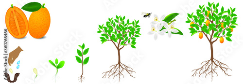 Cycle of growth of kumquat plant on a white background.