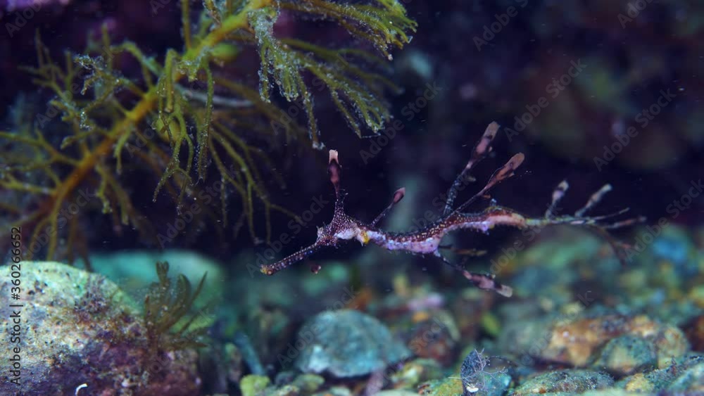 Juvenile Weedy Sea Dragon 4k 25fps Juvenile Weedy Sea Dragon 4k 25fps
