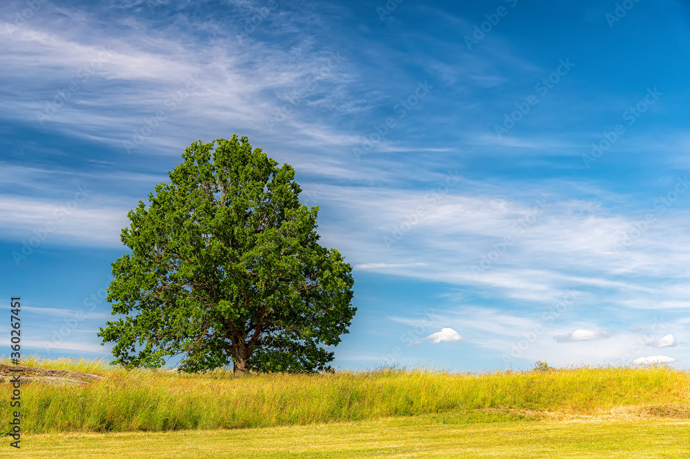Obraz premium Lonely Summer Tree to the Left