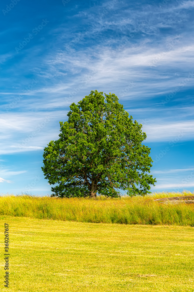 Fototapeta premium Lonely Summer Tree