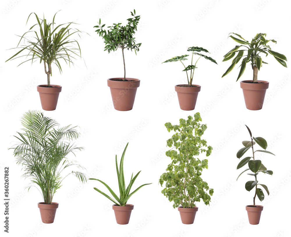Fototapeta premium Set of different houseplants in flower pots on white background