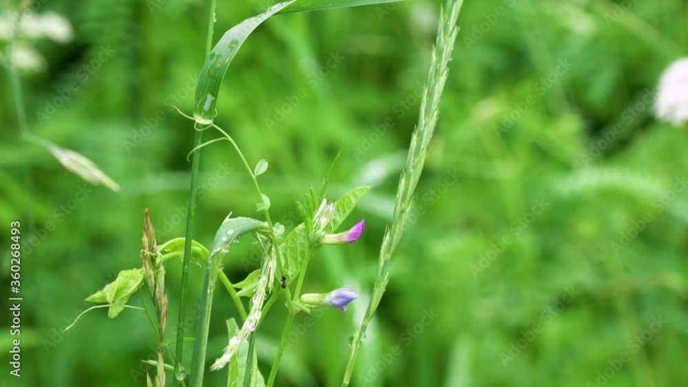 Meadow grasses after rain with water drops Meadow grasses after rain with water drops