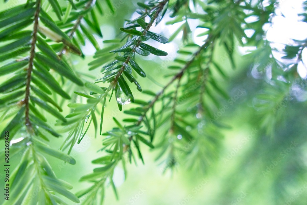 Fototapeta premium green leaves background