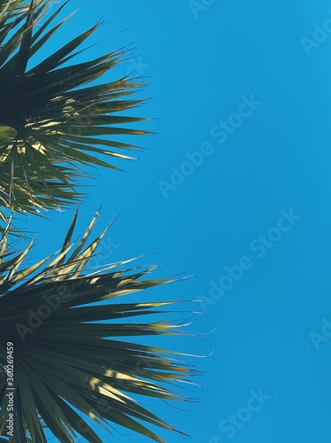 against the blue sky on the left  green leaves of palm trees are visible close-up  in the summer on the beach near the ocean sea on vacation at the weekend relaxation  high-quality photo