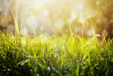 Lush green grass on sunny day, closeup. Bokeh effect