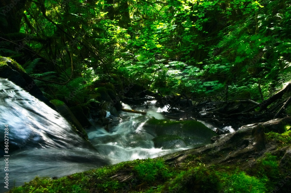 Obraz premium river in the forest