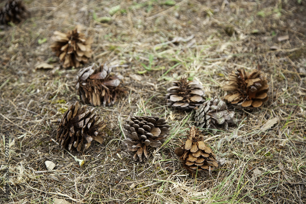 Pineapples dry pine in a forest Pineapples dry pine in a forest