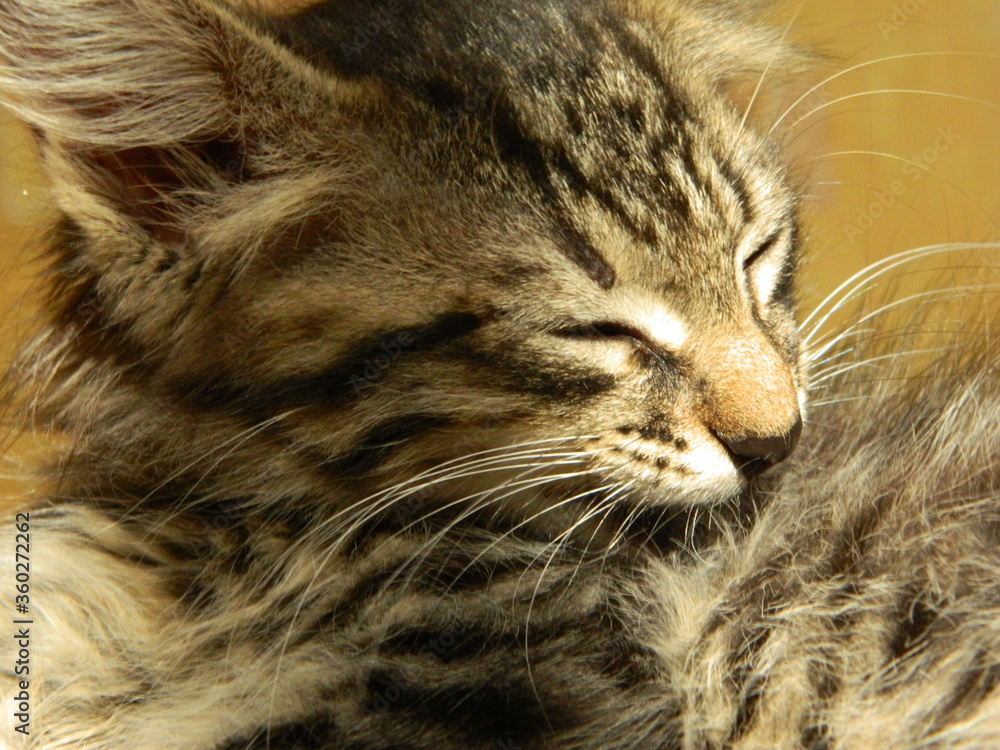 cat cat