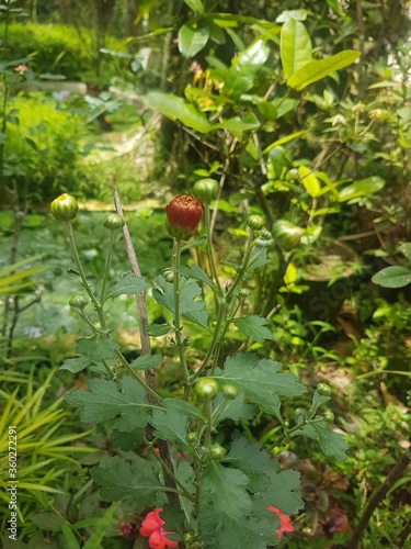 beautiful flowers in garden