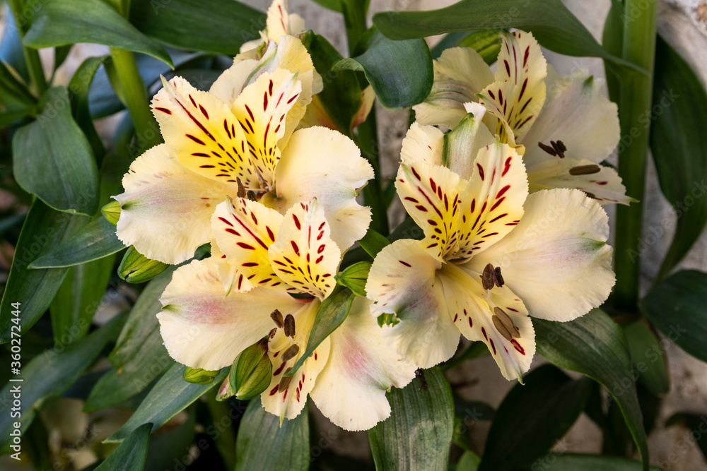 Alstroemeria, also called lily of Peru or Lily of the Incas. Selective focus of the cream-colored flowering.