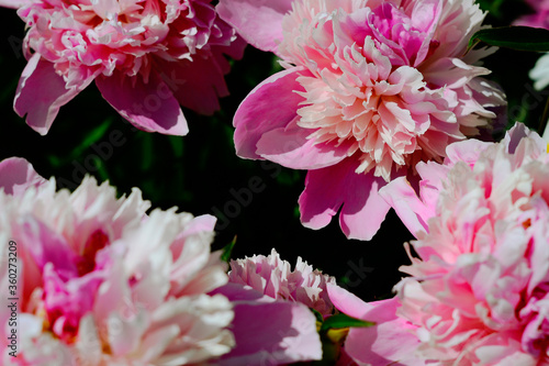 pink chrysanthemum flowers