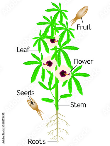 Parts of kenaf plant on a white background. photo