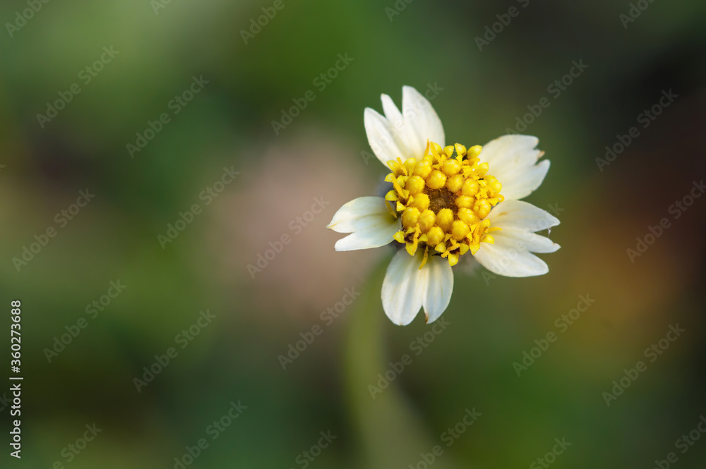 Beautiful flower with soft green background, macro top angle Beautiful flower with soft green background, macro top angle