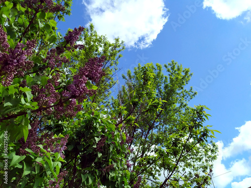 Purple flowers on a branch. Lilac blooms. A green tree with flowers. In the background is a blue sky with white clouds. Spring flowers. Plant. Background. Texture. Lilac. Copy space for text.