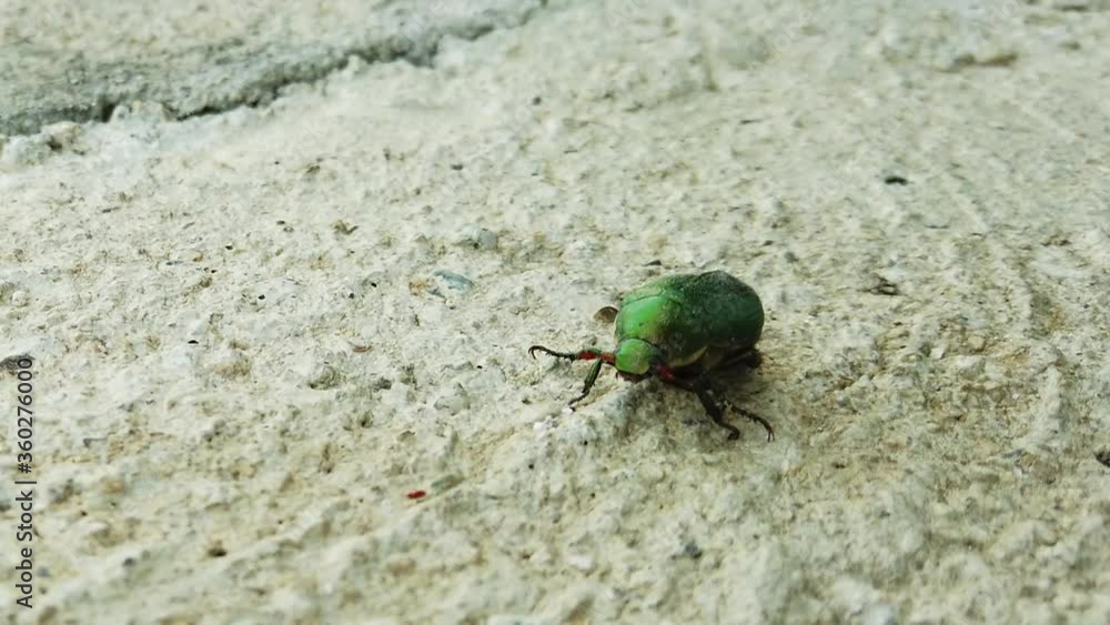 Beautiful Metallic-Green Back Mimela Junii Resting On A Sandy Soil - High-Angle Shot Beautiful Metallic-Green Back Mimela Junii Resting On A Sandy Soil - High-Angle Shot