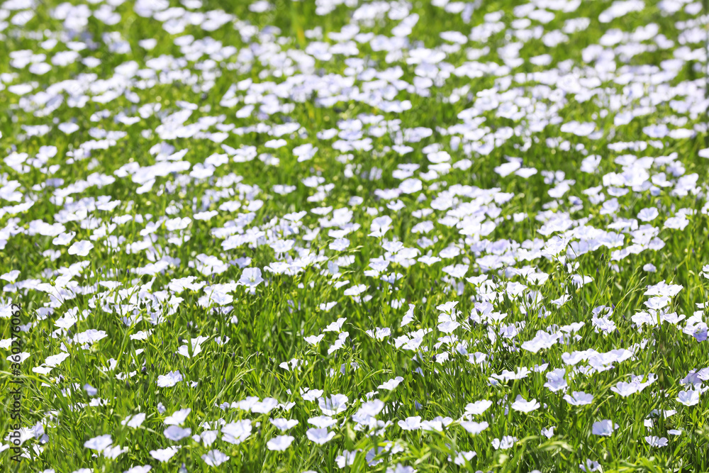 Beautiful view of blooming flax field on summer day Beautiful view of blooming flax field on summer day