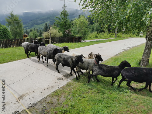 Poland Pieniny Mountains. Goats crossing the road.