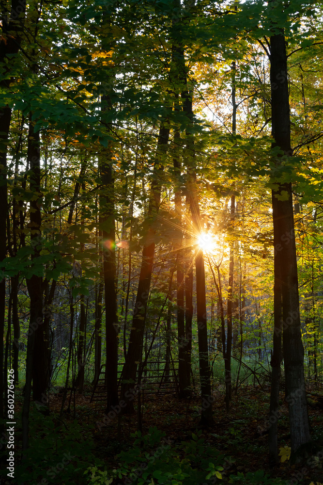 Fototapeta premium Sunset Through Forest Trees