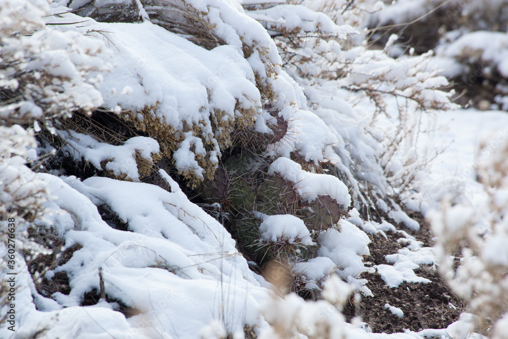 Prickly Pear Cactus covered with snow Prickly Pear Cactus covered with snow