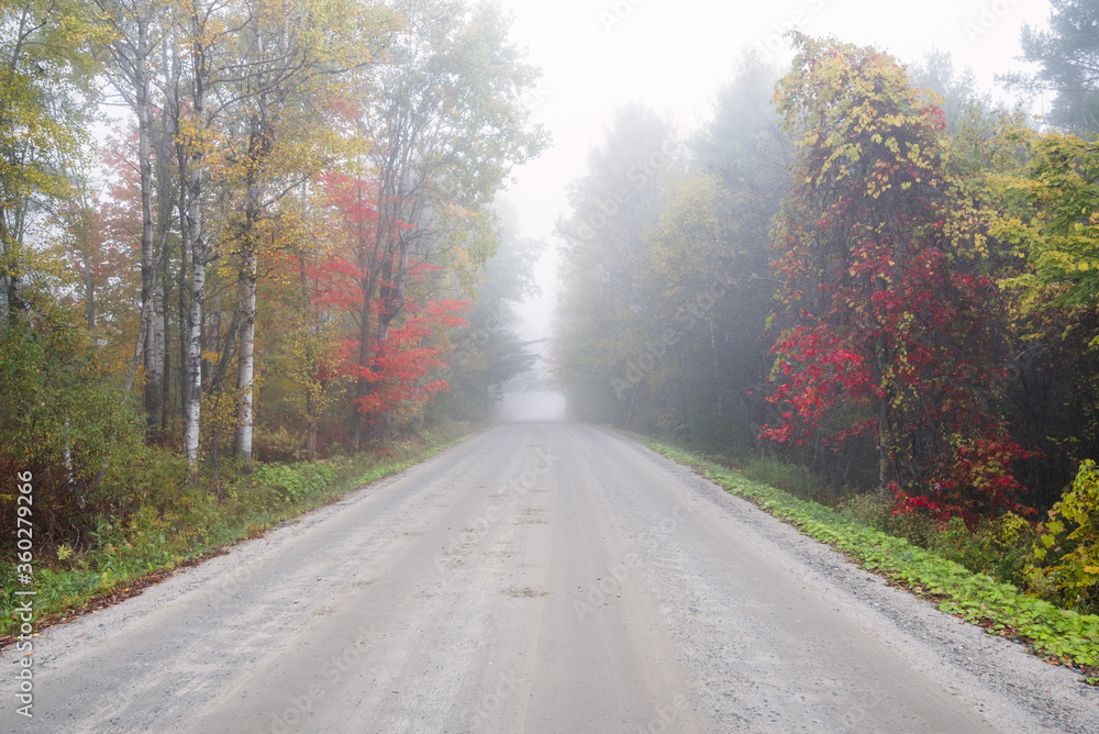 Tree lined unpaved road in the countryside on a foggy autumn morning